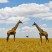 savana1